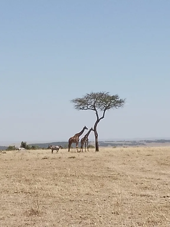 Heritawi Safaris field image: 8d5Pwb9oILR9gpy92oPMWfJ0M3tFczM7ugiZgTEd