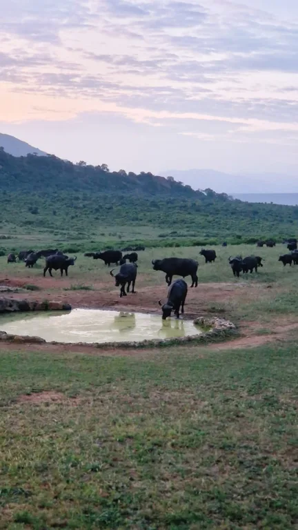 Heritawi Safaris field image: 8yuhfY3Yes7FdeE43ZrfSB0ZPzkPGSx4m4FnMzEu