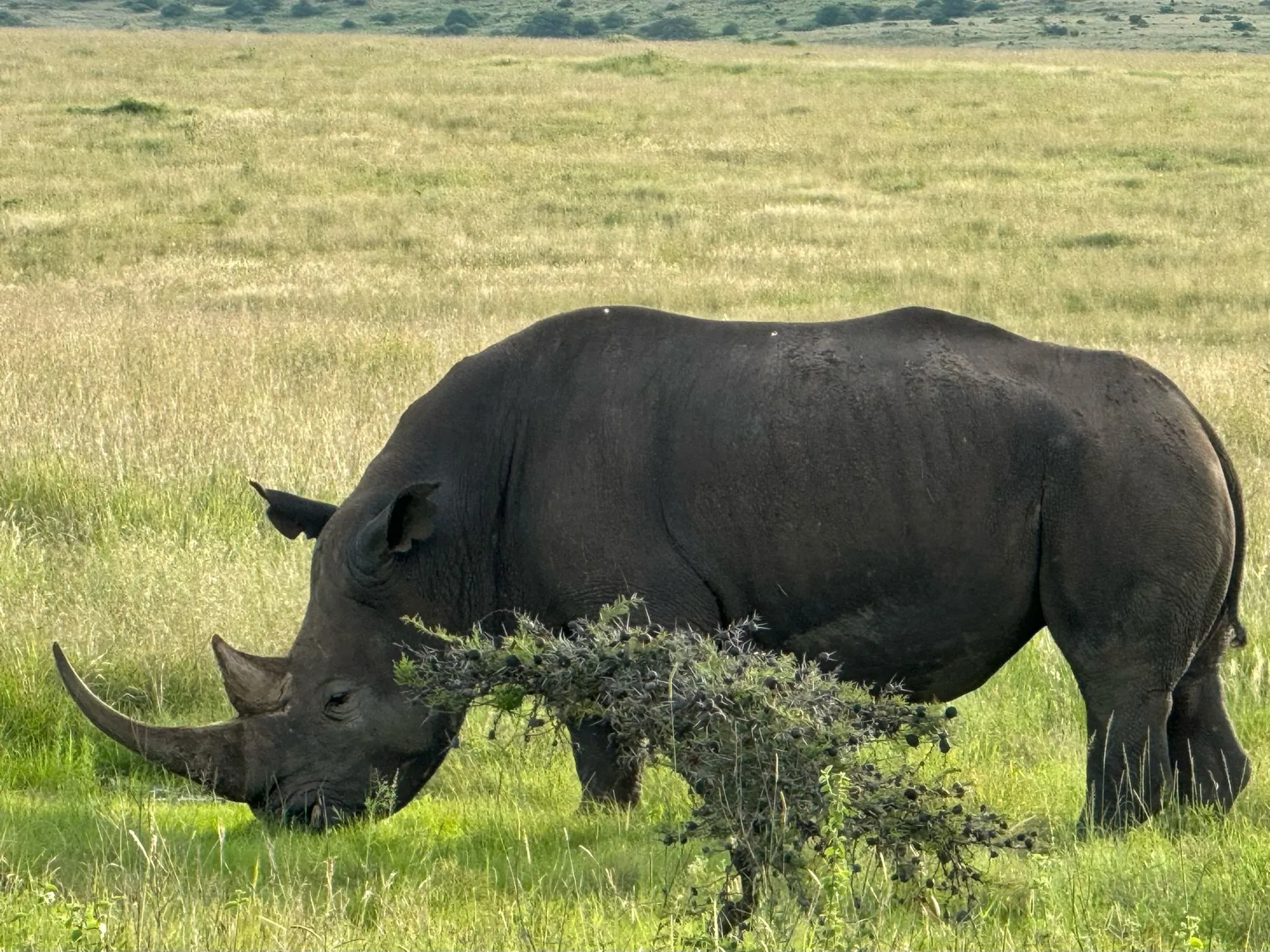 Make room for wild encounters