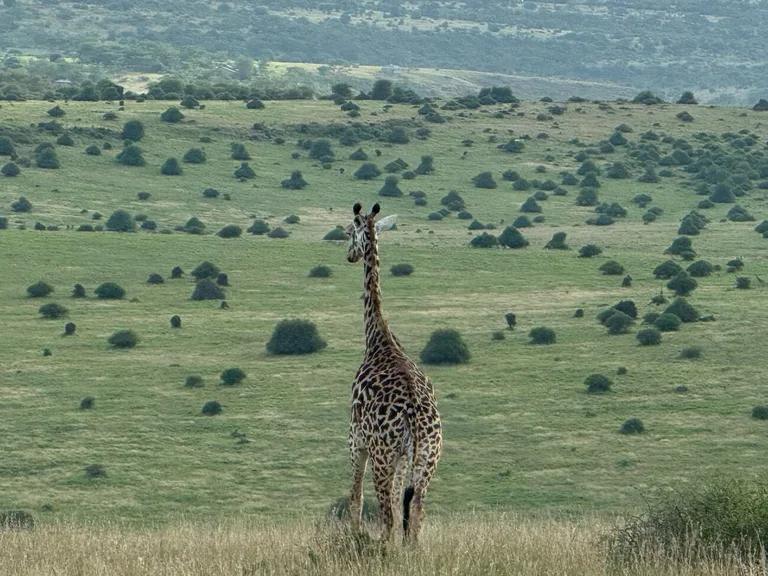 Heritawi Safaris field image: FF9nYvZdHpXpJfngEKeaUYXQlP5WnMM8LDdqRUwS