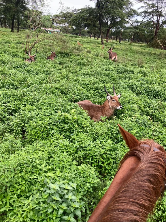 Heritawi Safaris field image: FItOHbgbSAaJZQOTZAINUGByAsR0fThzR1JczT6E