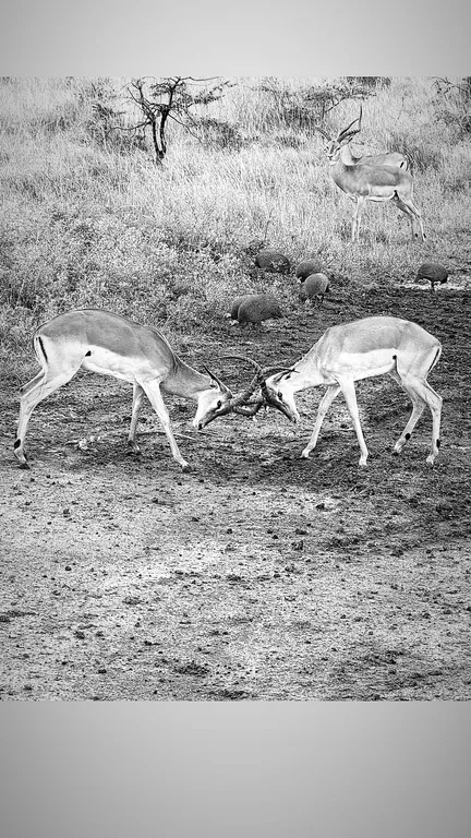 Heritawi Safaris field image: FnSQCvJk5Bpue1X27R3cr4jyVEBbyNFejPPN6FJs