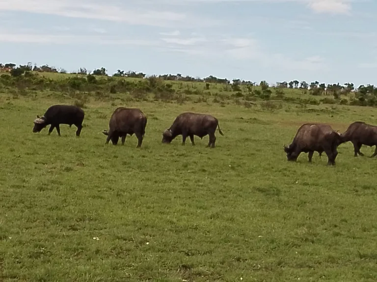 Heritawi Safaris field image: G82816Un7MuCJKrcAWVZ3HsjYaOqxSEFId1SgdDN