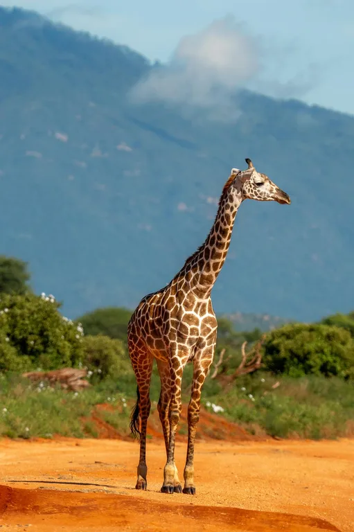 Heritawi Safaris field image: O0l0smG8ajTl3xPZm10hqlug2BvTxHymW1E4aAns