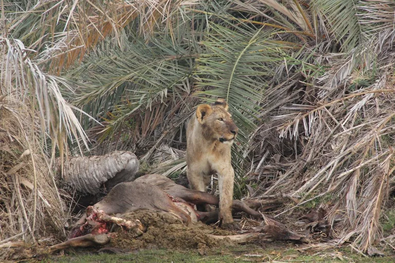 Samburu National Reserve guided wildlife safaris by Heritawi Safaris