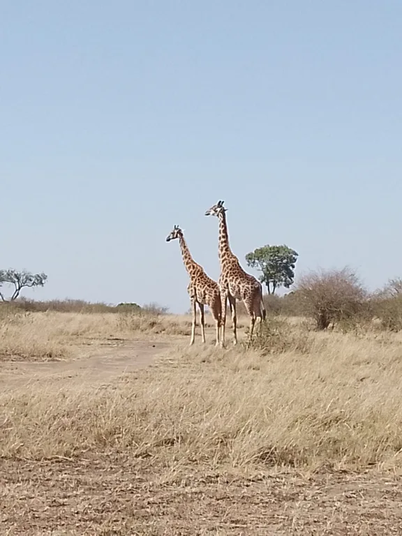 Heritawi Safaris field image: R9rDDRRCmMdPmJVYTe9brNfXqO2B1dGzieTNTGDi