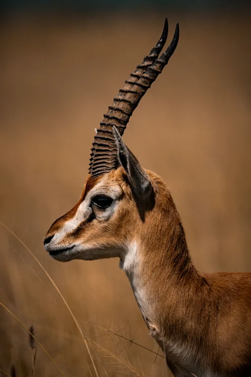 Heritawi Safaris field image: Ra0KPtDDBHwaibAXBinpBykLXG54GsHJ2b7yaSK2