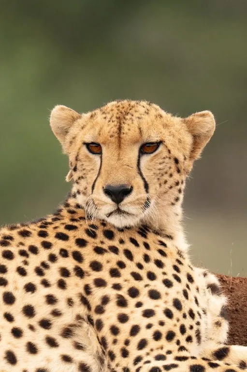 Heritawi Safaris field image: aFO4HM19UUqi4vMWZFRwQ4euA61FFYuFewERpkTV