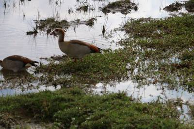Heritawi Safaris field image: 29hRI3CzBCJuXFon6ViTLeXtWuspelYtOJcKQU5W