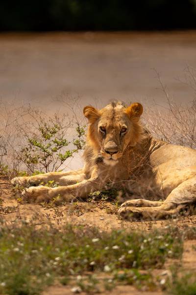 Heritawi Safaris field image: 4tMaWYc5dQj6d5PNpsHNfo9Jc2dlQo9DXaq2Sdro