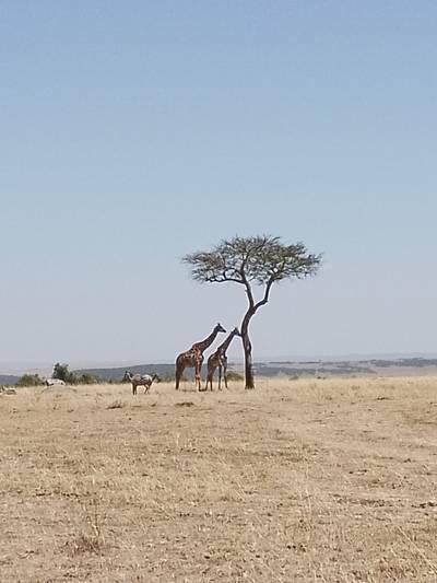 Heritawi Safaris field image: 8d5Pwb9oILR9gpy92oPMWfJ0M3tFczM7ugiZgTEd