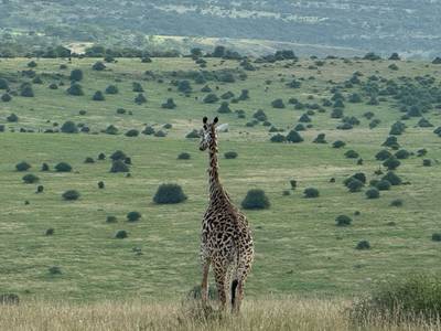 Heritawi Safaris field image: FF9nYvZdHpXpJfngEKeaUYXQlP5WnMM8LDdqRUwS