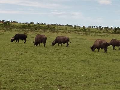Heritawi Safaris field image: G82816Un7MuCJKrcAWVZ3HsjYaOqxSEFId1SgdDN