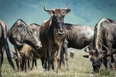 Heritawi Safaris field image: StE6uChGalv2Ubre0wUdRo0t2pTYAH1rcyFoqVvO