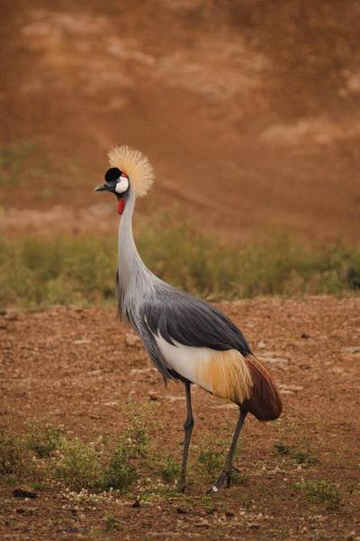 Heritawi Safaris field image: byMpbfKyxYkLEXIvboegT4Eu2iHZiq9BU3h4YFoU