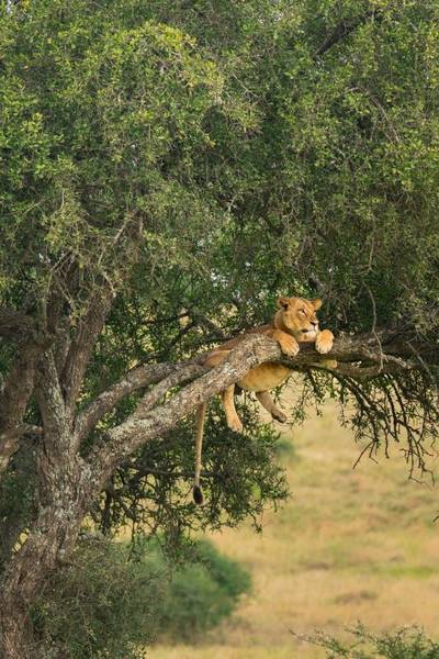 Heritawi Safaris field image: hdcln4E7tYBpwiDuckSzqCAa9NqTE5wMqjQo1GAP