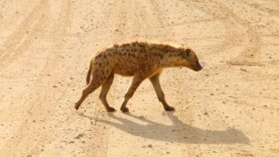 Heritawi Safaris field image: iPMXvVyDI53dCHA47Cus5ZJWqYz63ykmUV0kF4Jx