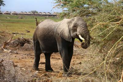 Ol Pejeta Wildlife Sanctuary