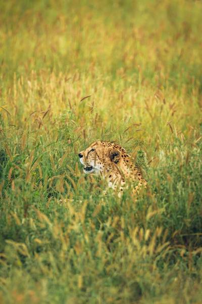 Heritawi Safaris field image: uZc7ZMWW13s5ZhFrJFNYqJWtYbR8kRFixWJweR2S