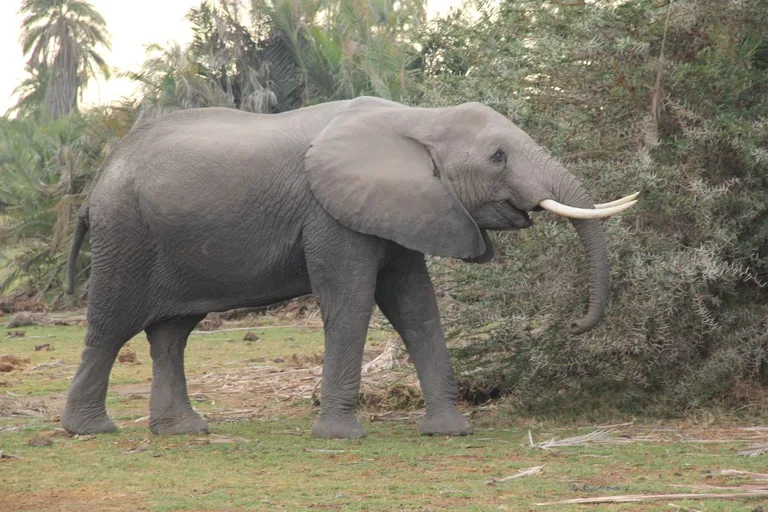 Kilimanjaro National Park Explorer | Heritawi Safaris