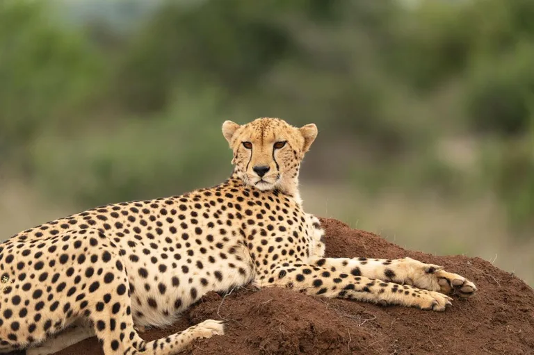 Heritawi Safaris field image: dTfmu6s3EDCXRoDGAbc8AxIF7d4ZKYW5Hx0WWyDd