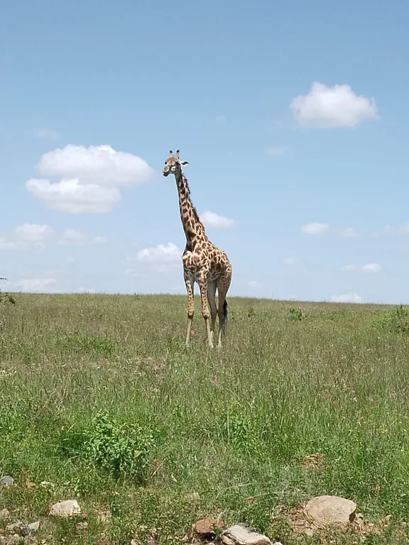 Heritawi Safaris field image: haHWokP9y1QeLGIC0hPgkdjZ4M8tVK1au8zHcLyK
