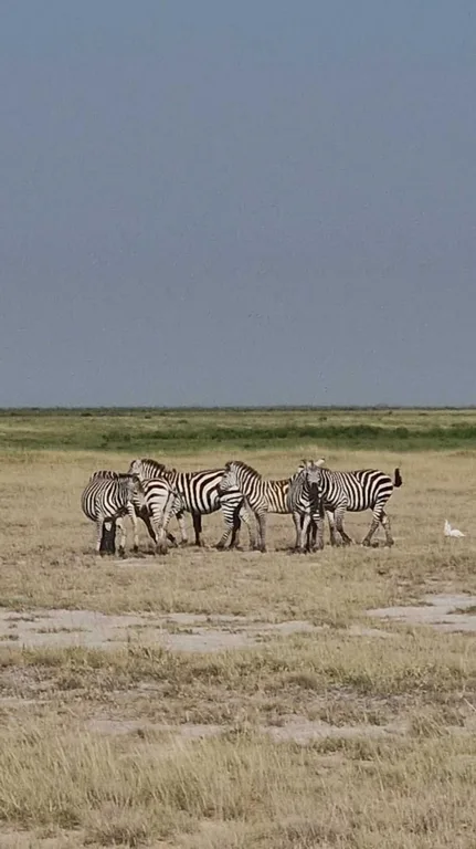 Heritawi Safaris field image: kCk1KnW3Wb0pyp281QQiKYzlGdORjfyr3k9NR5kM