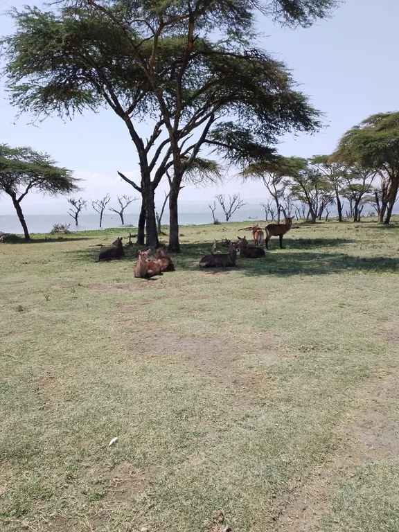 Heritawi Safaris field image: nmUyCKLawLXPMYJJPqs4hIzhvz2BPToIwEA35Rnk
