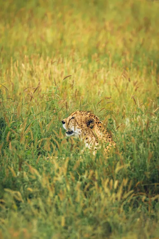Heritawi Safaris field image: uZc7ZMWW13s5ZhFrJFNYqJWtYbR8kRFixWJweR2S