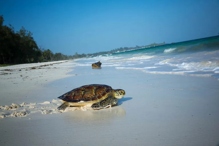 Watamu guided coastal escapes by Heritawi Safaris
