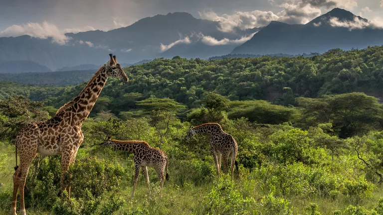 Heritawi Safaris field image: VHPnMPTxjQAN4qFXeCWFoTHwEuxLa6SxGlk1Z3Xr