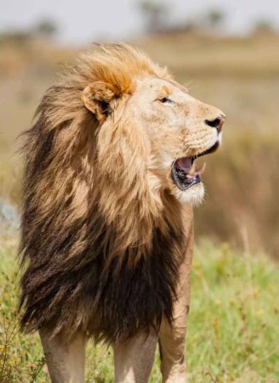 Heritawi Safaris field image: yZ0wnUbcLYbvP3AulZuz3DTj5bJjcAySTQyCJbFh