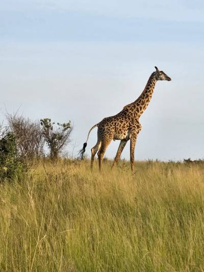 Heritawi Safaris field image: field 04