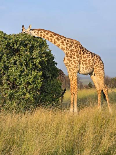 Heritawi Safaris field image: field 09