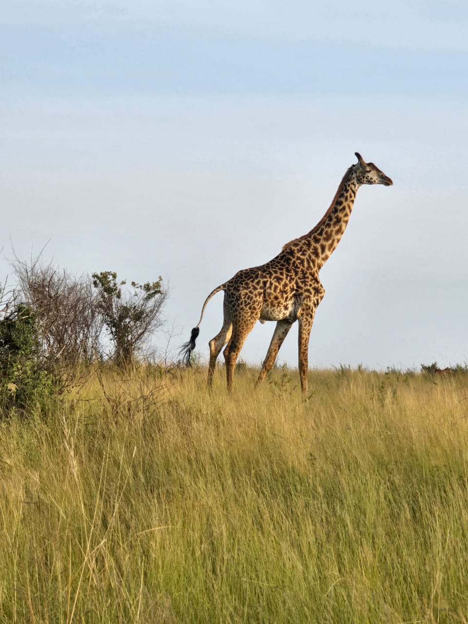 Nairobi National Park | Heritawi Safaris
