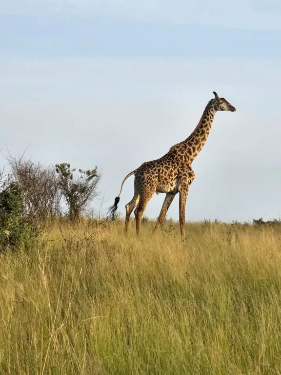 Nairobi National Park | Heritawi Safaris