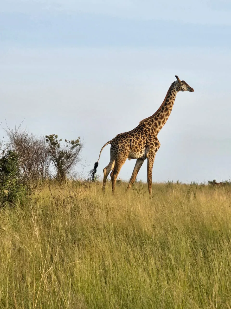 Nairobi National Park