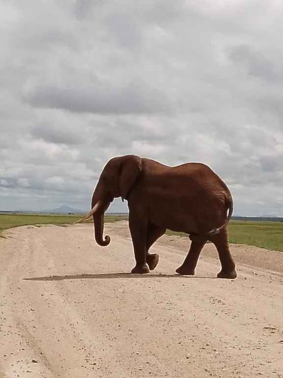 Heritawi Safaris field image: EDWWTAeDHjuztlqQIRwYNZhAY3N66V4pgpTvdJOg