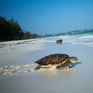 Kenya's Coastal Paradise: Best Beach Resorts and Island Getaways for 2025