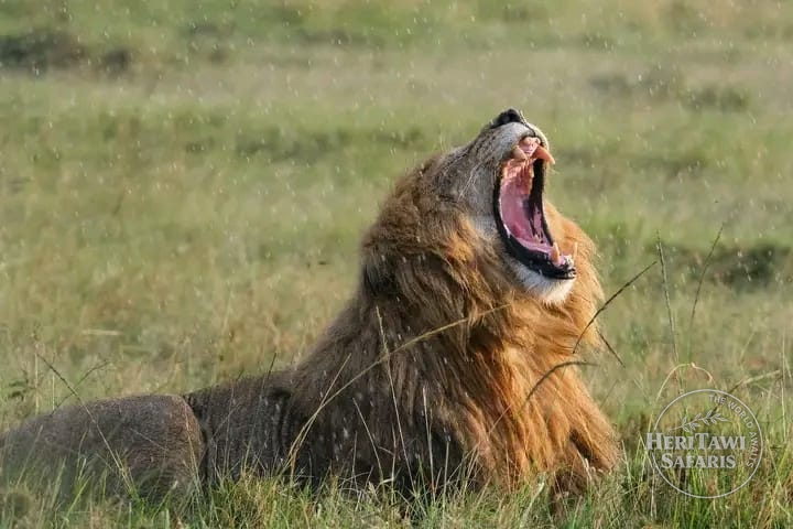 A mighty Roar across MAra