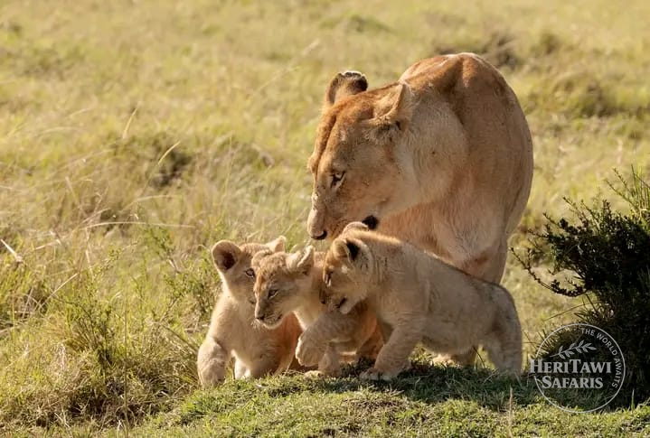 Lion and Curbs (2)