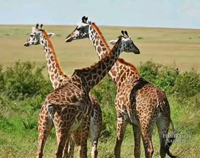 A tower of giraffe at Masai Mara