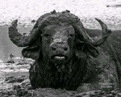 African buffalo shower time