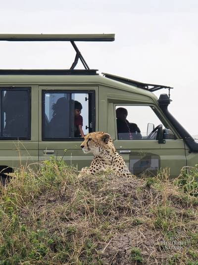 Cheetah