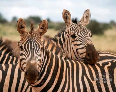 Common Zebra