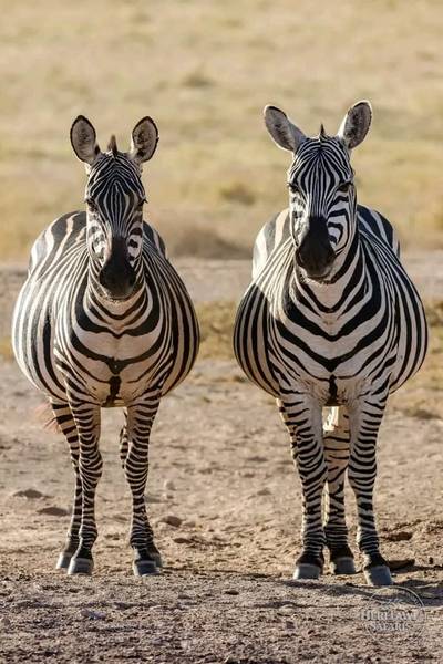 Common Zebras