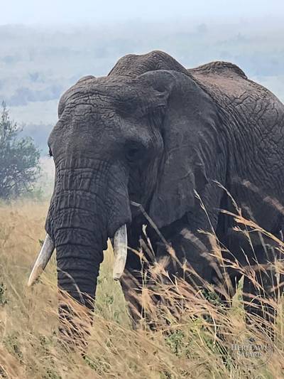 ELEPHANT
