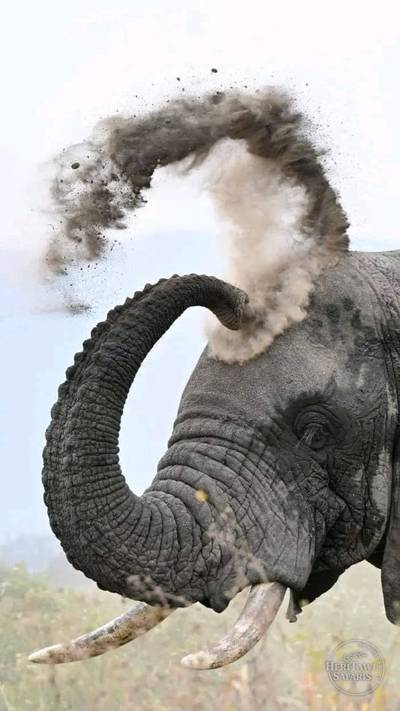 Elephant's SandBath
