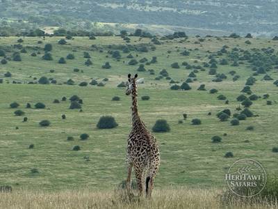 Nairobi National Park