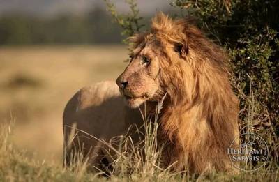 King of the Jungle